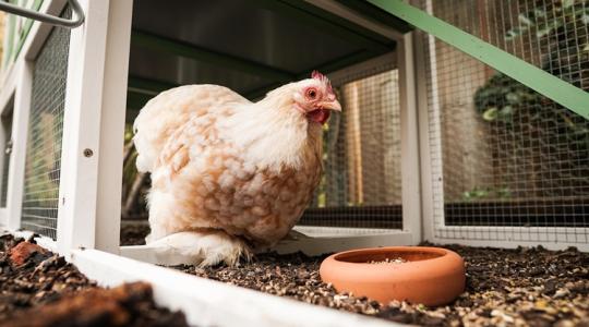 Baromfitartás: Antibiotikumok ész nélkül? Baromfitartás: Antibiotikumok ész nélkül?
