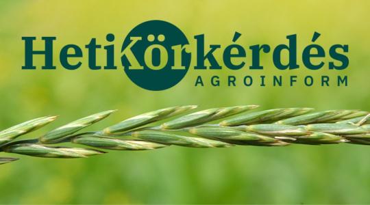Mivel és hogyan óvhatjuk meg a kalászos állományt vetőmagcsávázással? – Heti Körkérdés