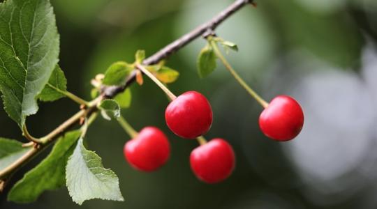 A bőséges termés sem feltétlenül hozza el a kánaánt A bőséges termés sem feltétlenül hozza el a kánaánt