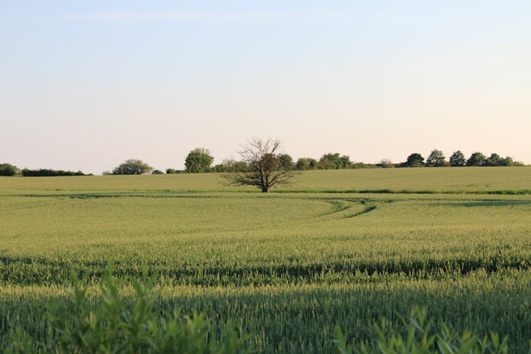 kukorica