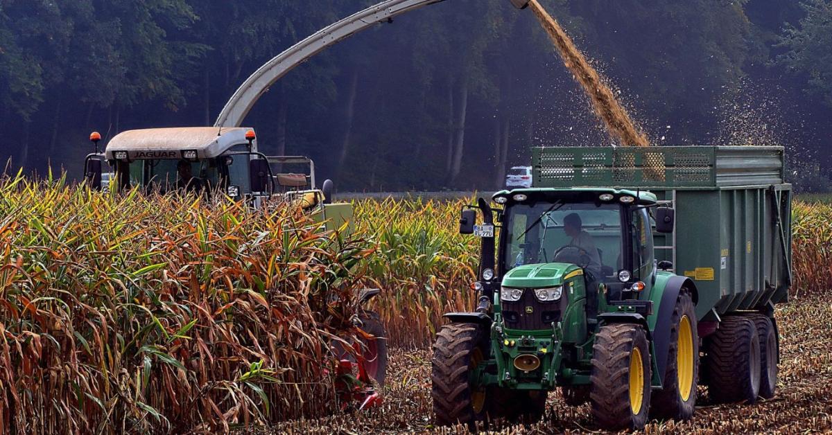 Kukorica 2025: korai aratás? Kukorica 2025: korai aratás?