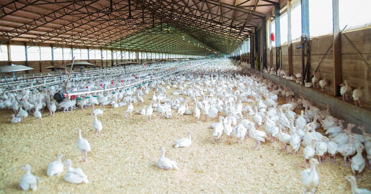 Drágább csirkehús és több állatsérülés: ezt hozhatják az új EU-s szabályok Drágább csirkehús és több állatsérülés: ezt hozhatják az új EU-s szabályok