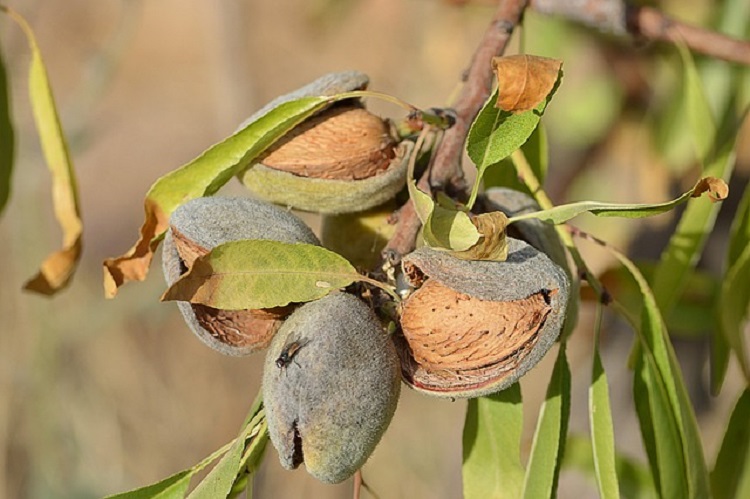 mandula