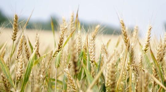 KWS kalászos vetőmagok – A termelők biztos partnere a sikeres aratásban