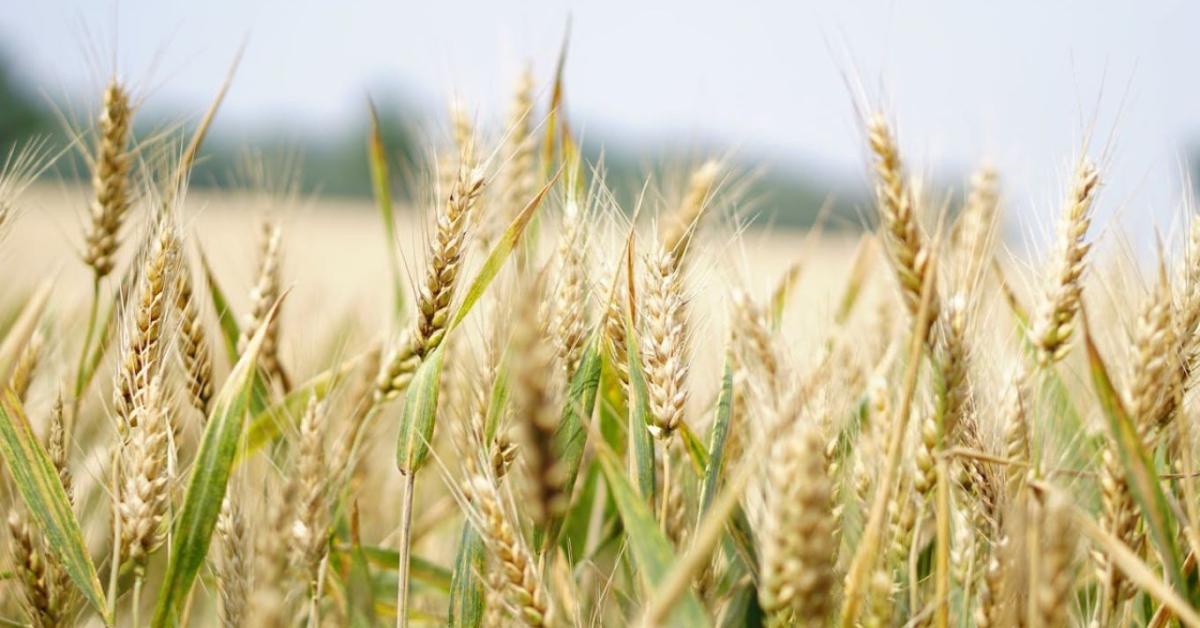 KWS kalászos vetőmagok – A termelők biztos partnere a sikeres aratá ...
