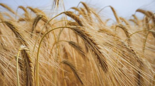 Jól bevált herbicidek őszi búzában, egy- és kétszikű gyomok őszi gyomirtására