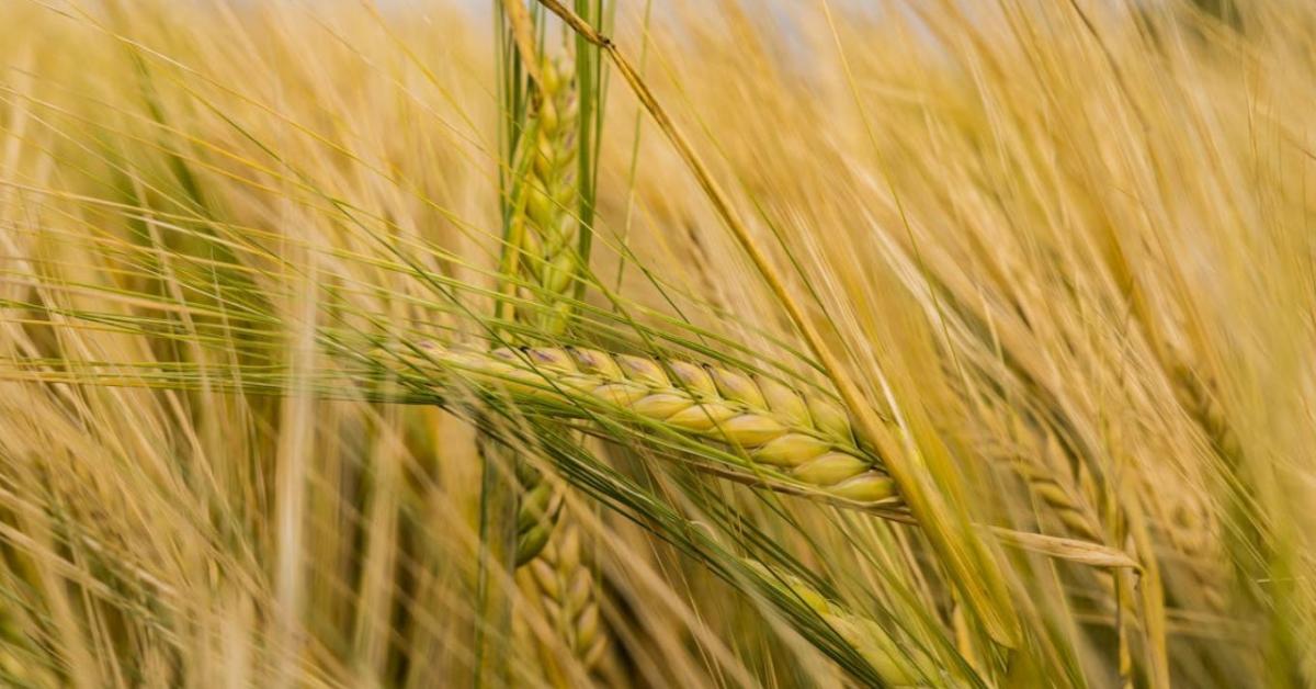 A kalászos technológia égető kérdései az éghajlatváltozás tükrében A kalászos technológia égető kérdései az éghajlatváltozás tükrében