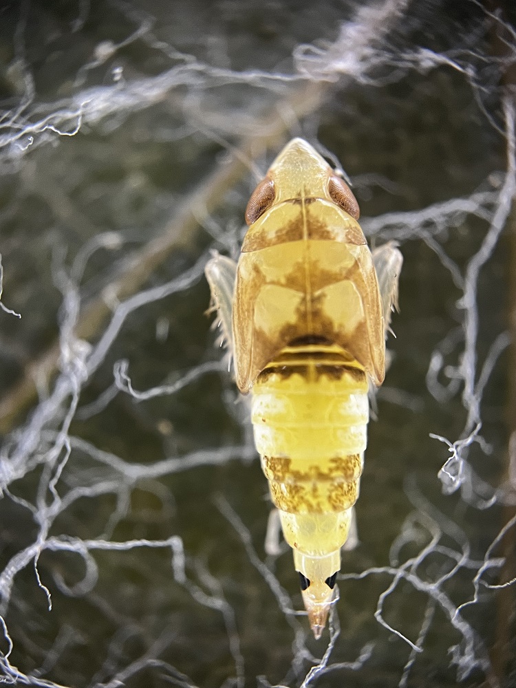fitoplazma