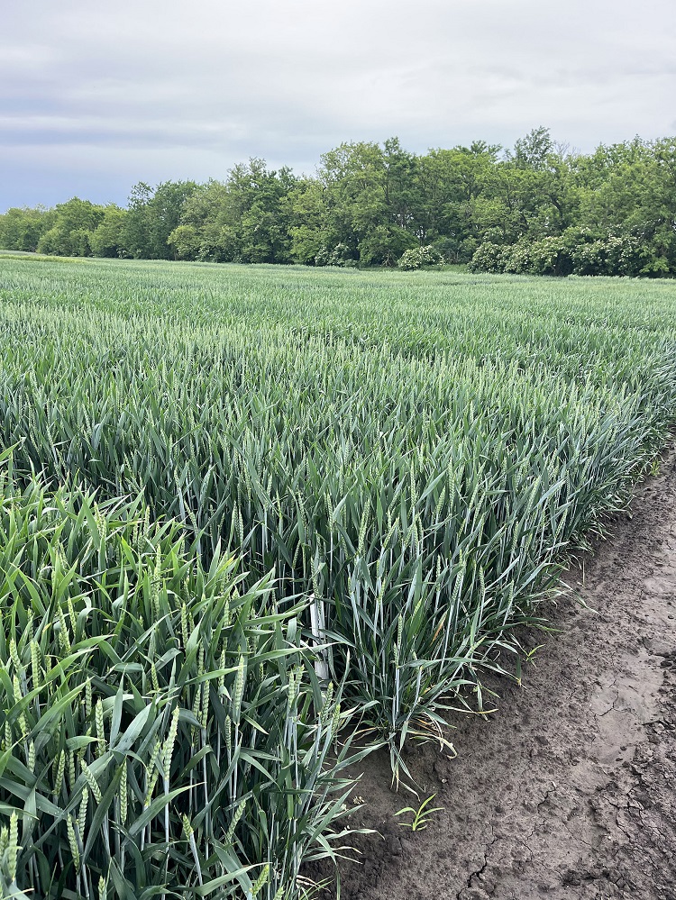 vulcanagro