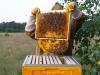 Kevés a pollen? Mesterséges szuperélelmiszert kapnak a méhek
