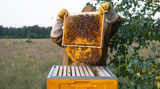 Kevés a pollen? Mesterséges szuperélelmiszert kapnak a méhek Kevés a pollen? Mesterséges szuperélelmiszert kapnak a méhek
