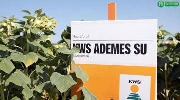 Válasz a változó vetésszerkezetre: KWS hibridek Válasz a változó vetésszerkezetre: KWS hibridek