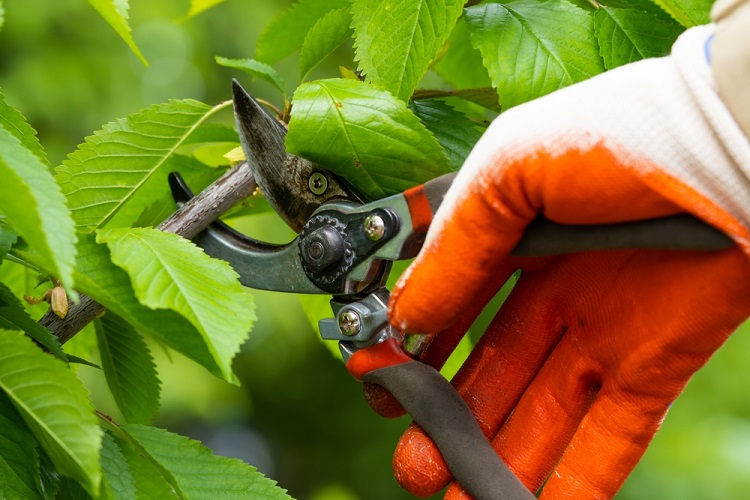 metszés metszőolló