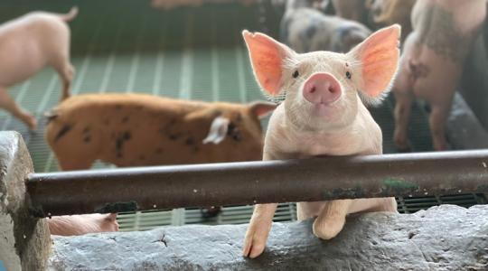 Állatkínzási botrány a brit húsipari óriásnál, már a Tesco sem árulja a terméküket Állatkínzási botrány a brit húsipari óriásnál, már a Tesco sem árulja a terméküket