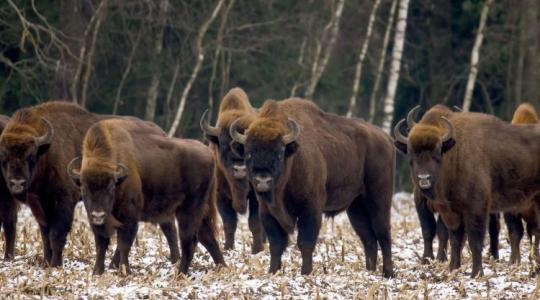 Elképesztő, miért tűntek el a magyar erdőkből a bölények – és hogyan térhetnek vissza!