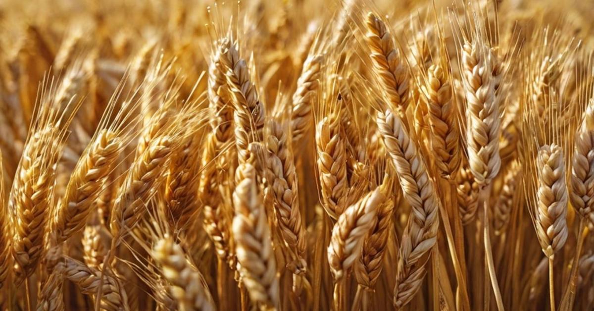 A versenytársak elhúztak melletünk – a magyar gazdáknak most kell dönteniük!