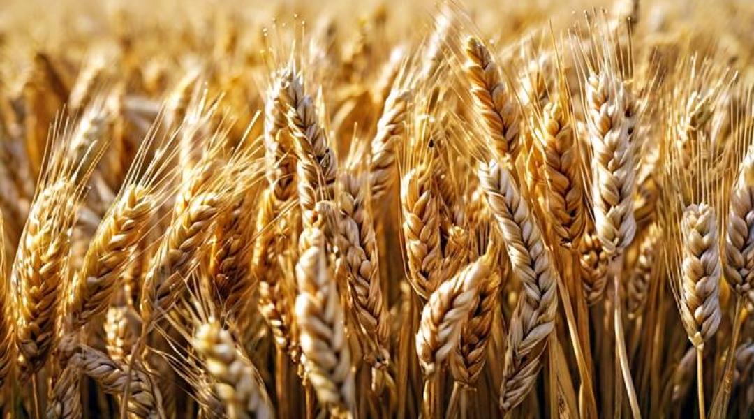 A versenytársak elhúztak melletünk – a magyar gazdáknak most kell dönteniük!