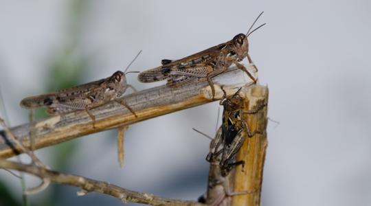 Drasztikus lépések a sáskavész miatt Drasztikus lépések a sáskavész miatt