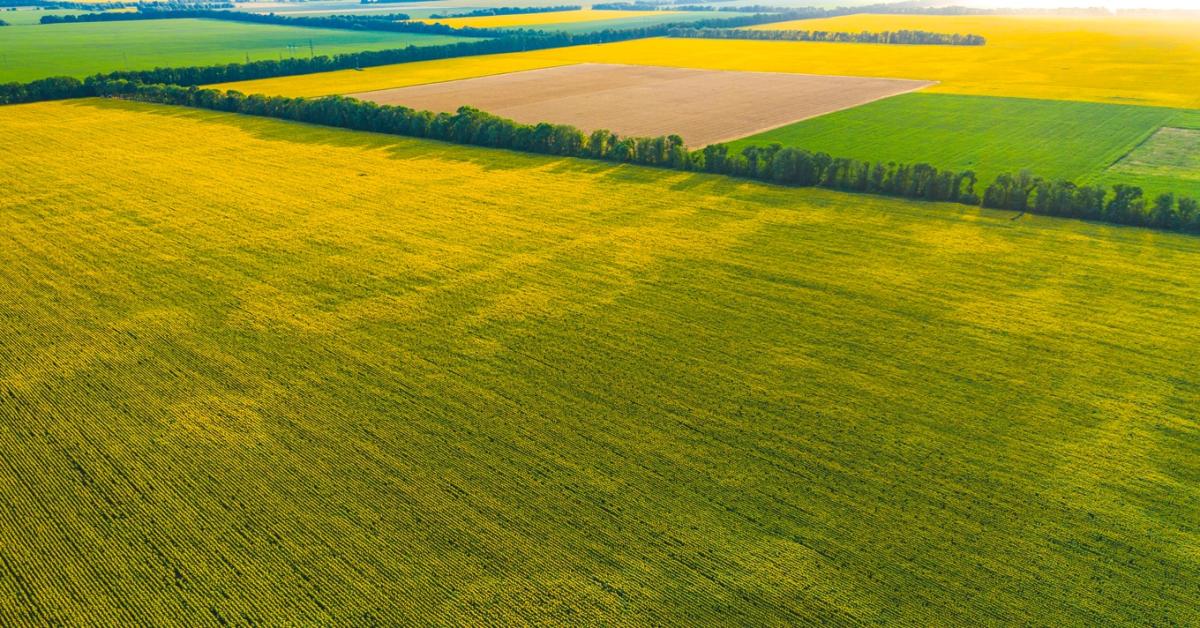 Kész zsákbamacska a hazai olajnövénypiac Kész zsákbamacska a hazai olajnövénypiac