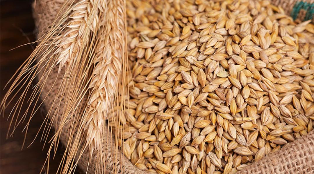 Rekordközeli globális búzatermés és vegyes kukoricakilátások