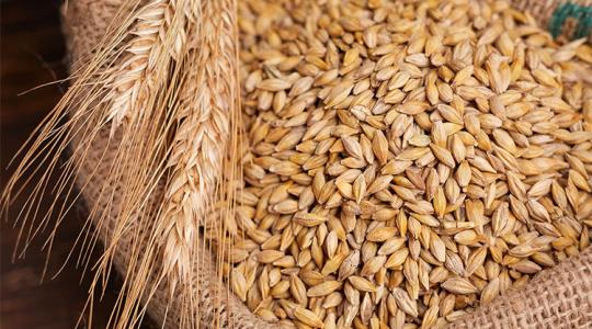 Rekordközeli globális búzatermés és vegyes kukoricakilátások Rekordközeli globális búzatermés és vegyes kukoricakilátások