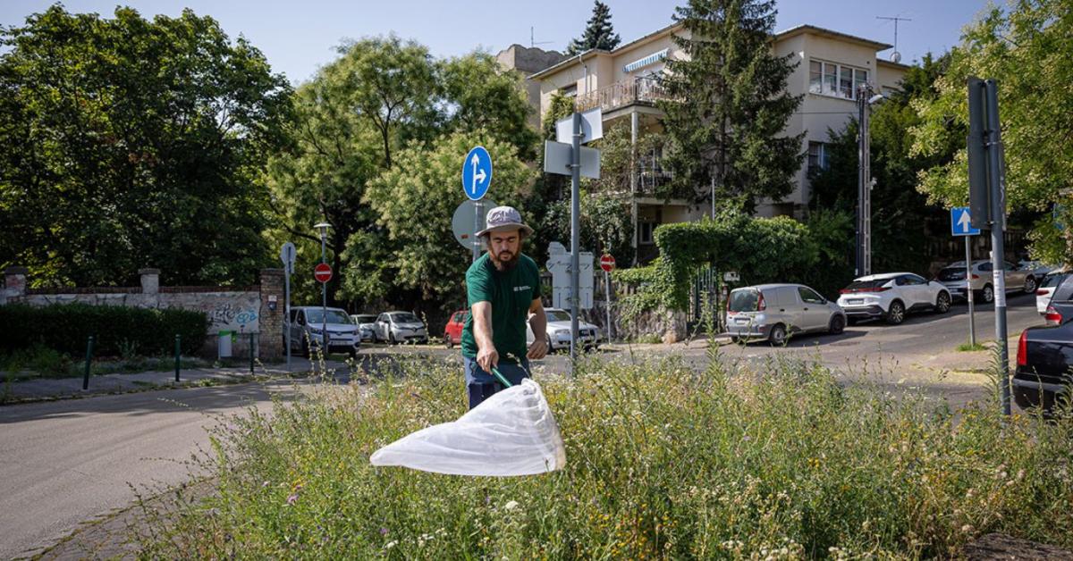 Beporzóbarát városfejlesztés: mit üzennek a kutatók a döntéshozóknak?