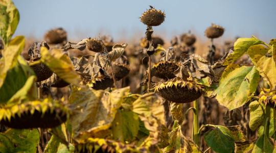 Jön az eső? – Hiába, már túl késő