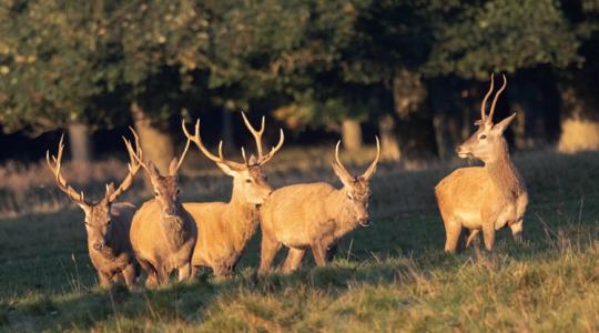 Túlszárnyaltuk Új-Zélandot? Világelső szarvasfarm Magyarországon Túlszárnyaltuk Új-Zélandot? Világelső szarvasfarm Magyarországon