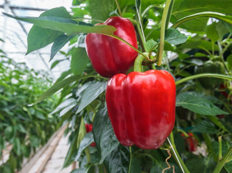 paprika