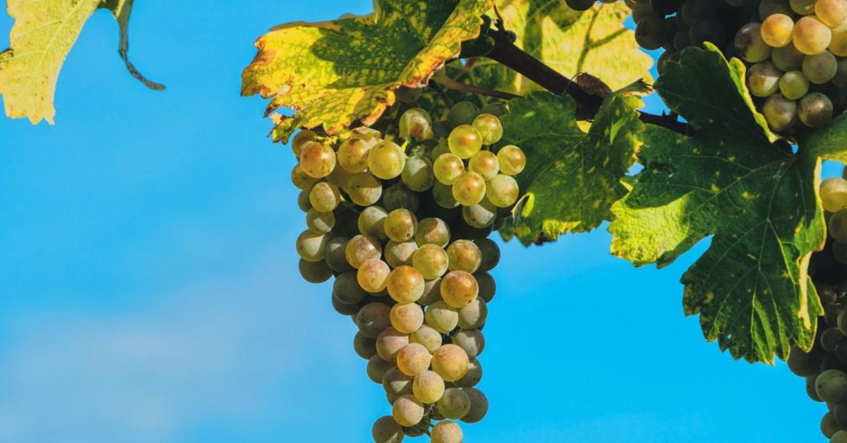 Milliós lehet a kár a szőlőültetvényeken