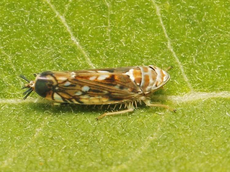 fitoplazma