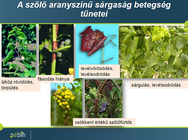 fitoplazma