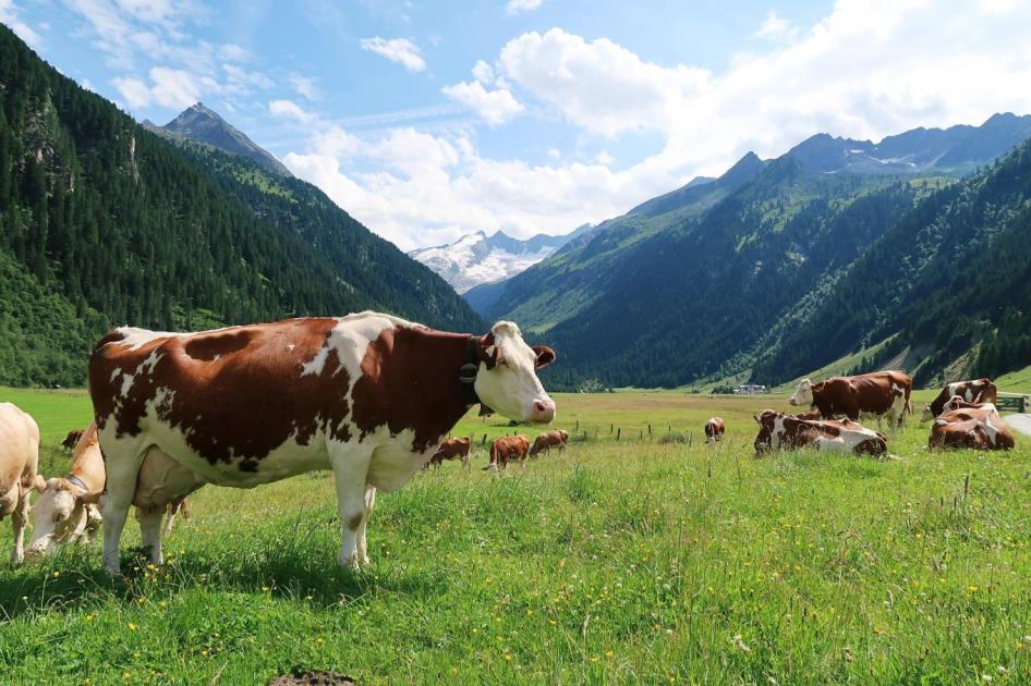 Halálos tehéntámadás: egy idős férfi belehalt a sérüléseibe
