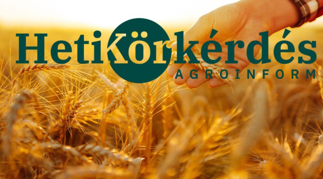 Mit jelent a tápelemfelvételi dinamikához igazított tápanyag-kijuttatás őszi búzában? – Heti Körkérdés