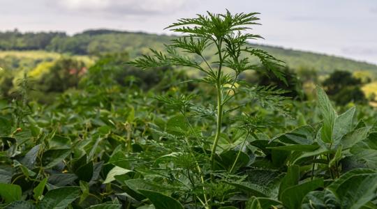 Állatoknál mérgezést, gazdáiknál allergiát okozhat – most lézerrel esnek neki ennek a gyomnak Állatoknál mérgezést, gazdáiknál allergiát okozhat – most lézerrel esnek neki ennek a gyomnak