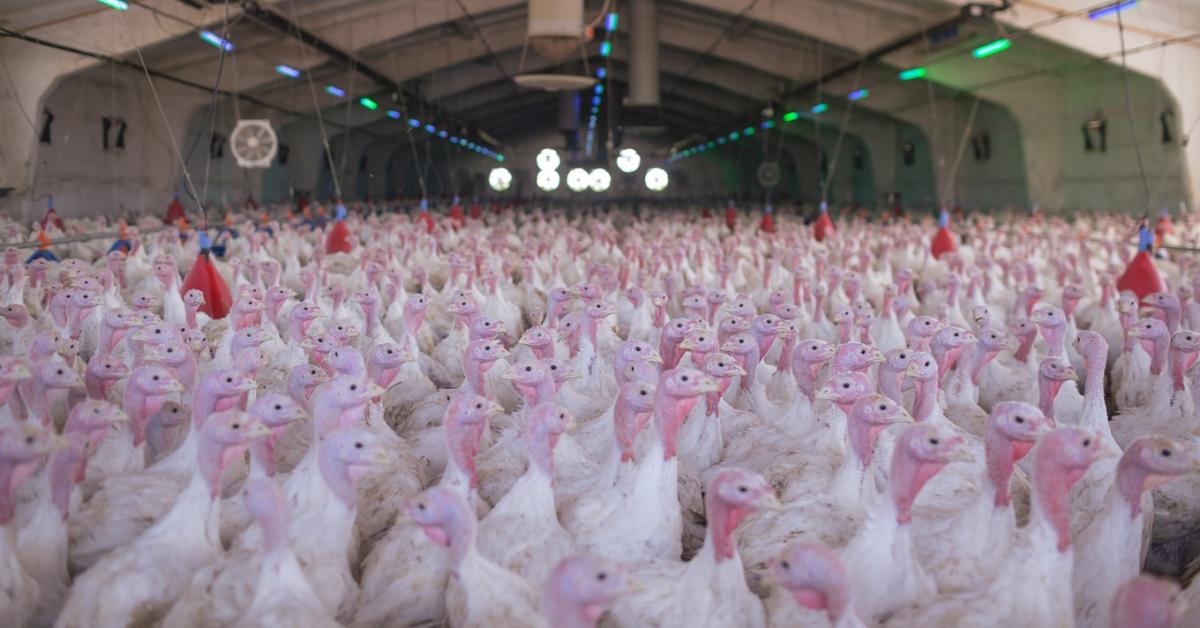 Leáldozóban a pulykahúsnak? – Ez történik most a baromfipiacon!
