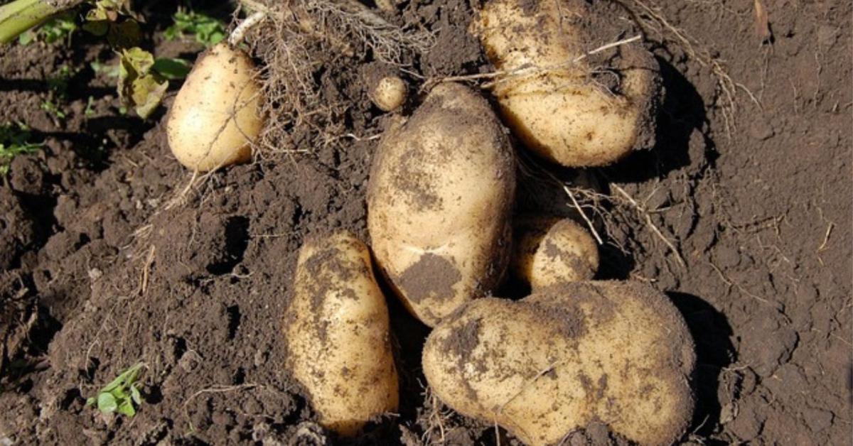 Burgonya betakarítása és tárolása – hogyan őrizd meg a frissességet