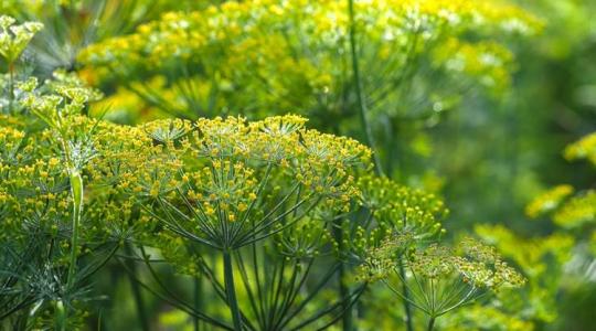 A kapor termesztése és felhasználása – minden, amit tudni érdemes
