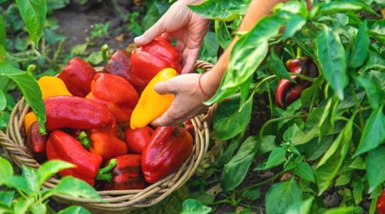 A paprika örök, de a fogyasztó kívánságait meg kell hallani! A paprika örök, de a fogyasztó kívánságait meg kell hallani!