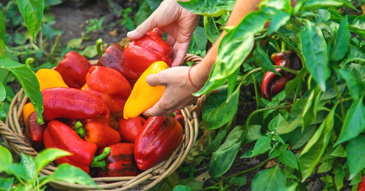 A paprika örök, de a fogyasztó kívánságait meg kell hallani!