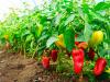 Paprika-nagyhatalom voltunk, most újra tanuljuk a termesztését