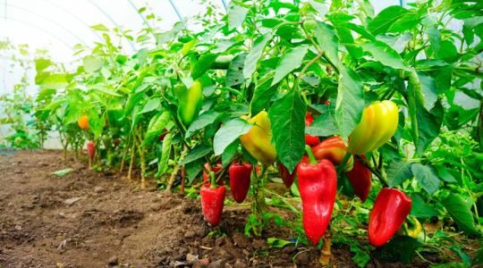 Paprika-nagyhatalom voltunk, most újra tanuljuk a termesztését Paprika-nagyhatalom voltunk, most újra tanuljuk a termesztését