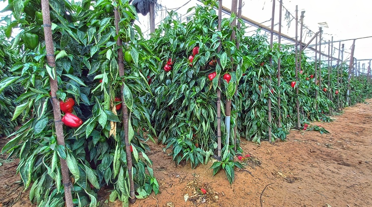 pepper