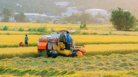 Megrekedhet a japán-amerikai agráralku: Tokió visszautasítja a rizsre vonatkozó követeléseket