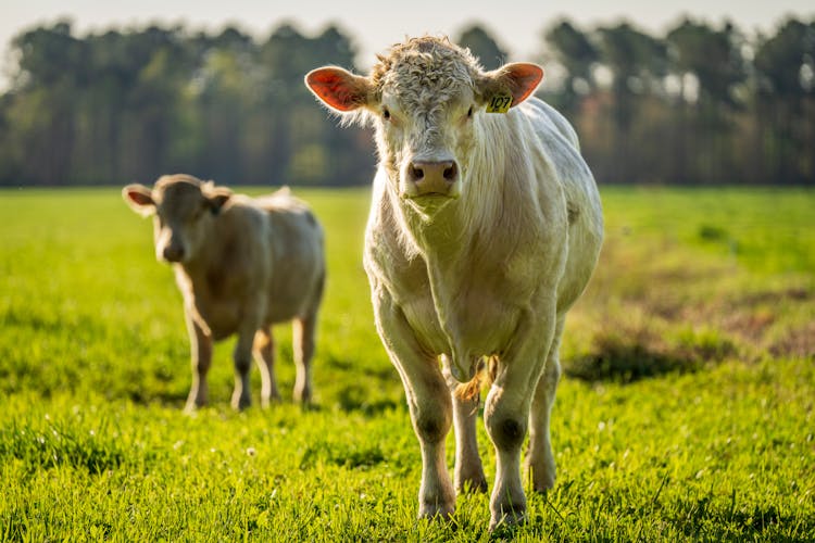 Charolais