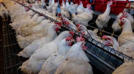 Baromfiudvar: veszélybe kerülhet a tojáshozam, ha elhibázod az őszi takarmányozást Baromfiudvar: veszélybe kerülhet a tojáshozam, ha elhibázod az őszi takarmányozást