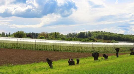 Jéghálóval a hőség és szárazság ellen – innovációk az almatermesztésben + VIDEÓ