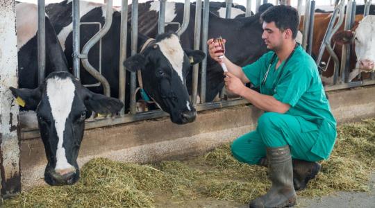 Egészséges állat – biztonságos élelmiszer: a jövő állatorvosaira épít az agrárium