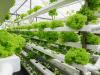 Vertikális óriásfarm épül Dubaj mellett – elképesztő, mennyi zöldséget termelhet évente