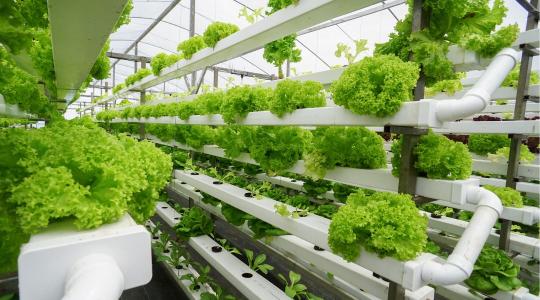 Vertikális óriásfarm épül Dubaj mellett – elképesztő, mennyi zöldséget termelhet évente